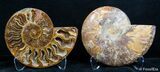 Inch Split Ammonite Pair #2628-1